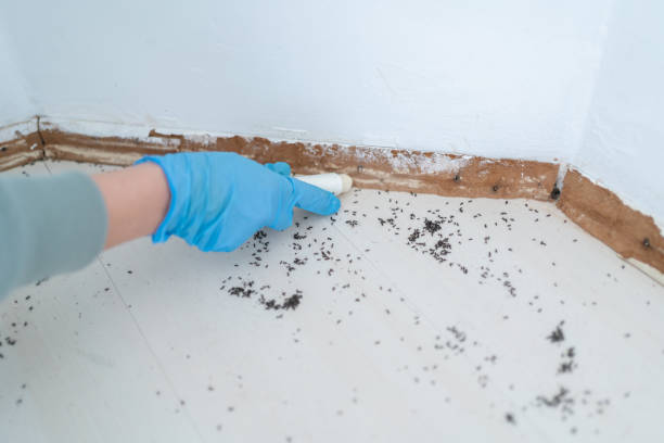 Best Residential Pest Control  in Haughton, LA